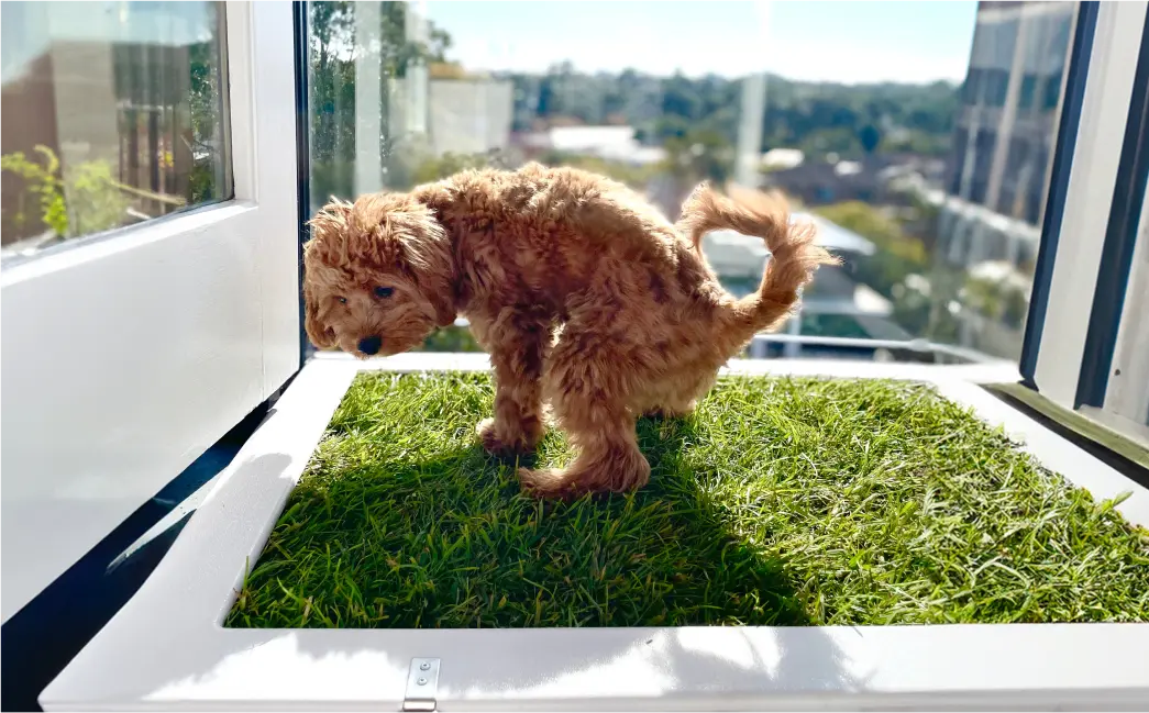 Puppy using real grass for potty training, a cleaner and more eco-friendly alternative to artificial grass for dog potty systems.
