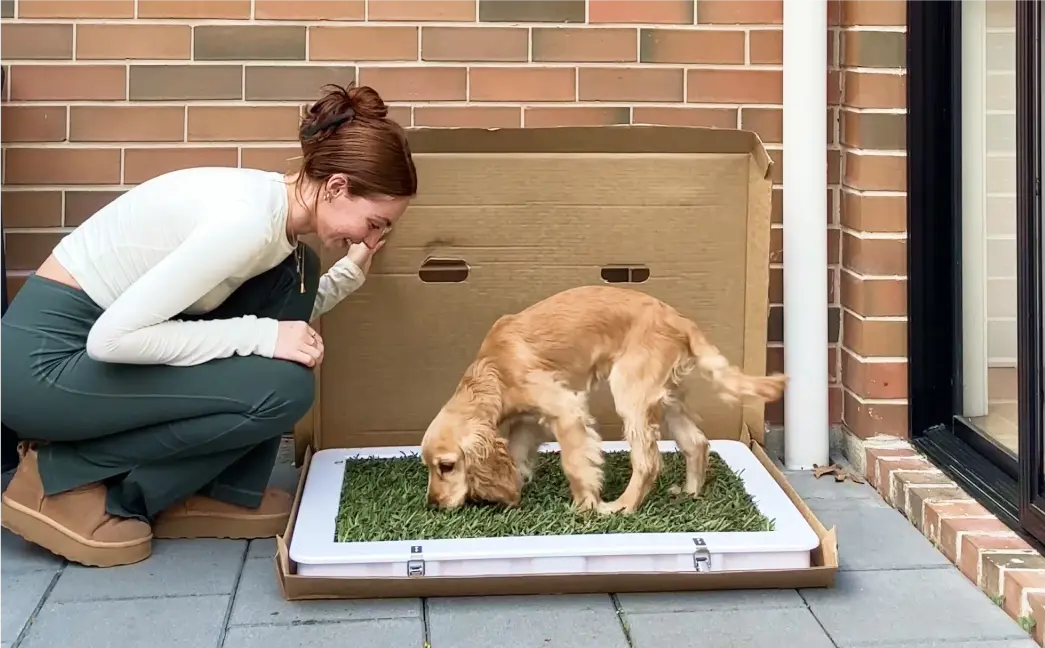 The puppy potty that's perfect for training on small balconies