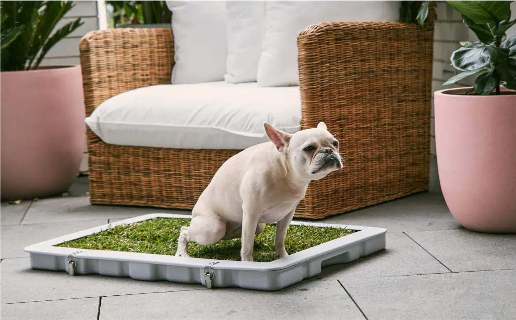 Potty Plant uses natural grass, perfect for hygiene