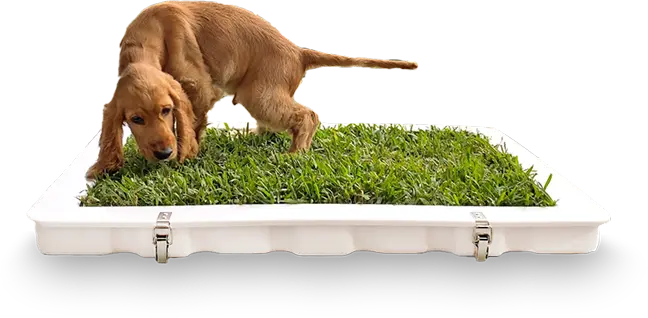 Get Your FREE Potty Plant Training Guide