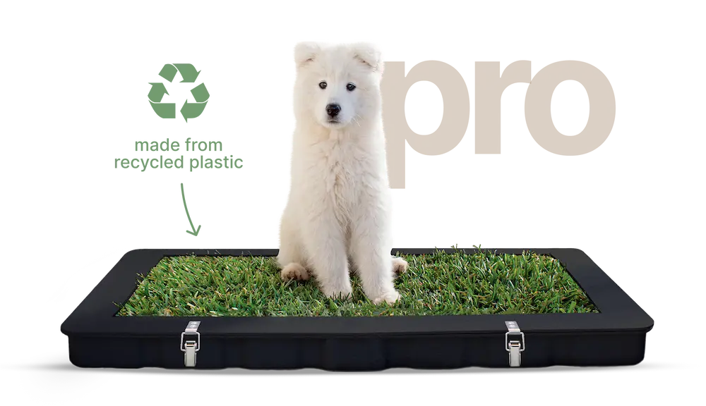 Potty Plant Pro, Australia’s best choice for toilet training using fresh grass